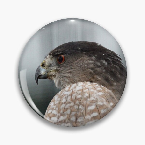 Item preview, Coopers Hawk designed and sold by Susie Kramer.