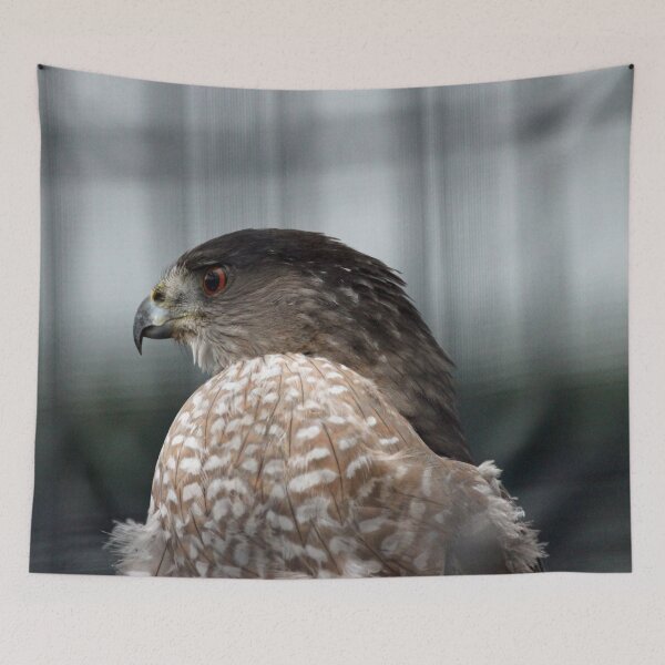 Item preview, Coopers Hawk designed and sold by Susie Kramer.