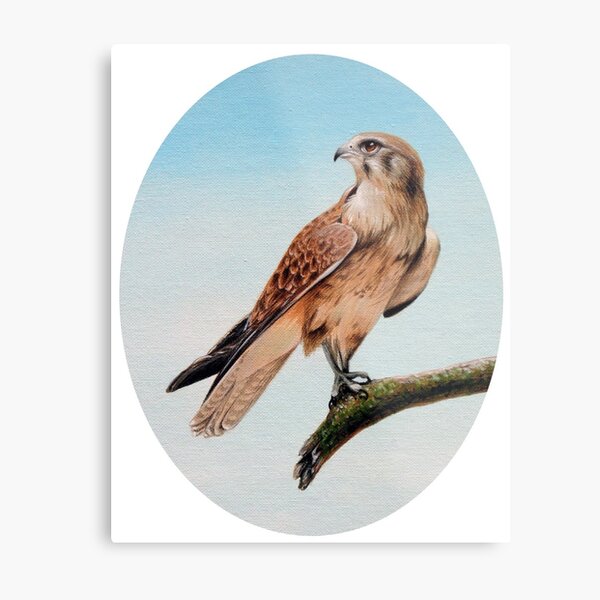 Item preview, Brown Falcon designed and sold by SandraWarmerdam.