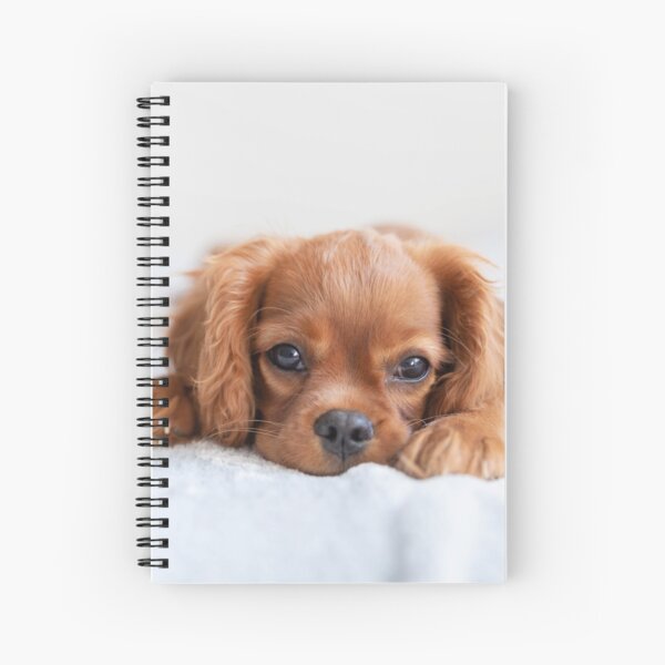 Aperçu de l'œuvre Chiot Cavalier mignon créée et vendue par cgroenewald.