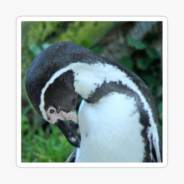 Item preview, VIENNESE PENGUIN designed and sold by RachelMacht.