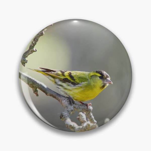 Item preview, Quo vadis. Siskin designed and sold by Jouko Lehto Photography.