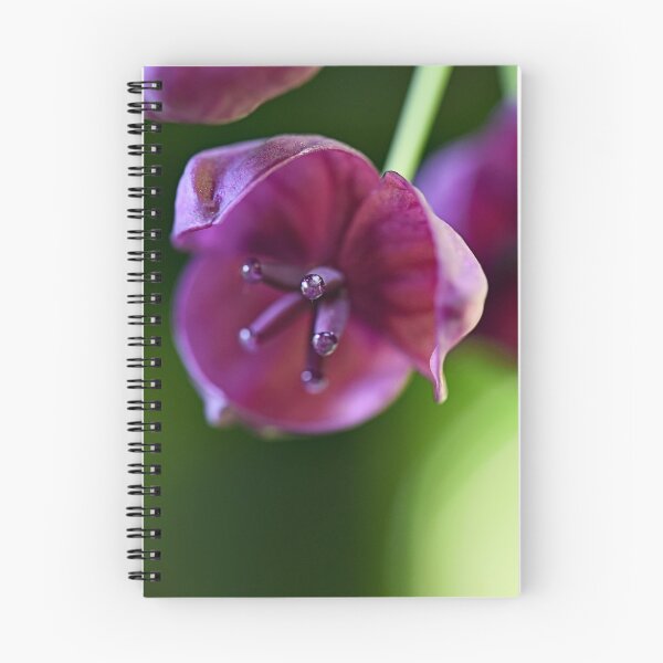 Item preview, Unknown beauty | flower designed and sold by ODENWALD-Natur.