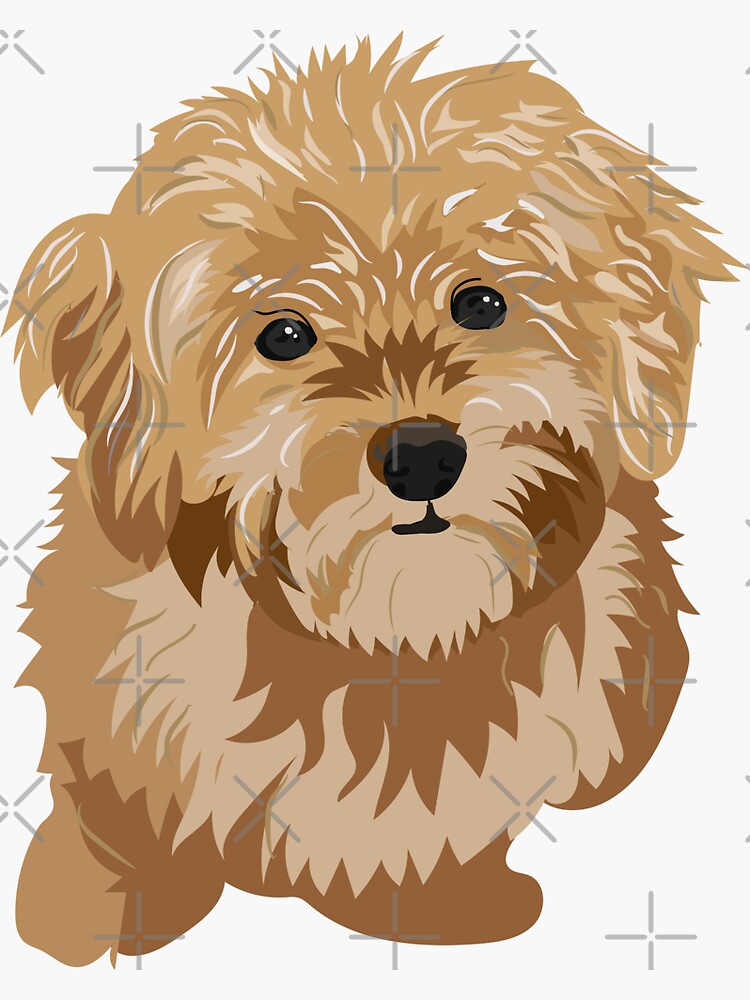 Goldendoodle Puppy Poodle 1649 Brown Havanese Puppy With