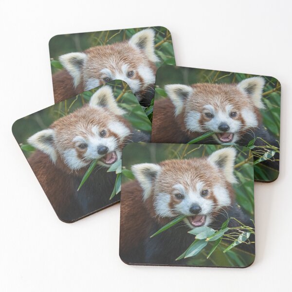 Item preview, Red panda (Ailurus fulgens) designed and sold by Steve Liptrot Photography.