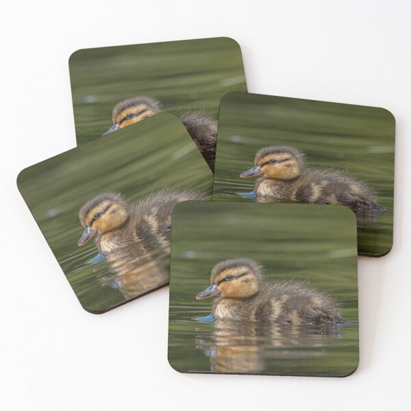 Item preview, Mallard Duckling designed and sold by Steve Liptrot Photography.