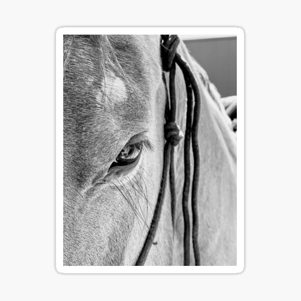 Aperçu de l'œuvre Oeil de cheval de près créée et vendue par MidnightInk Designs.