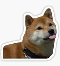 Shiba Tongue Sticker