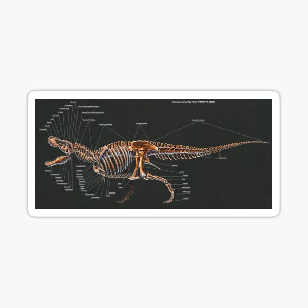 2016 Tyrannosaurus Rex Skeletal Study Sticker