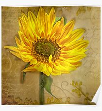 Sunflower Poster