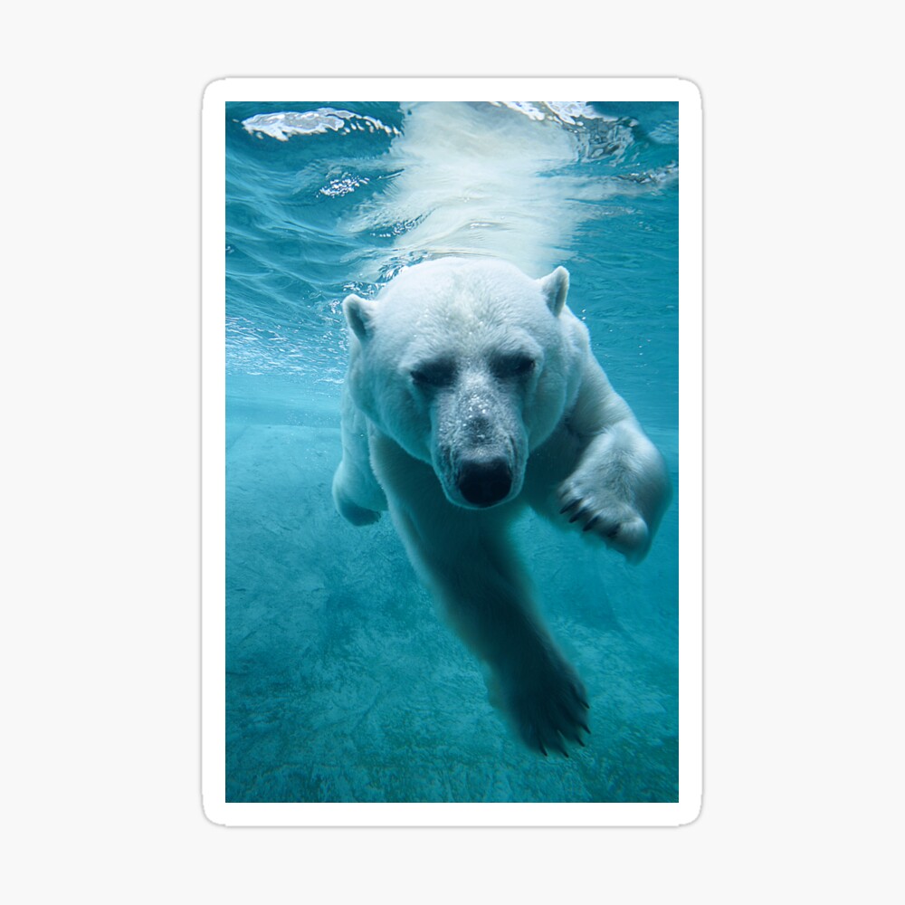 Polar Bear Swimming Laptop Sticker Sticker