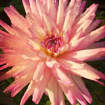 Artwork thumbnail, Gift for Gardener - Dazzling Pink Dahlia by OneDayArt