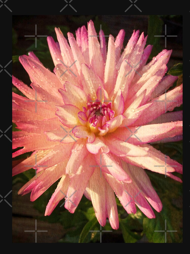 Gift for Gardener - Dazzling Pink Dahlia  by OneDayArt