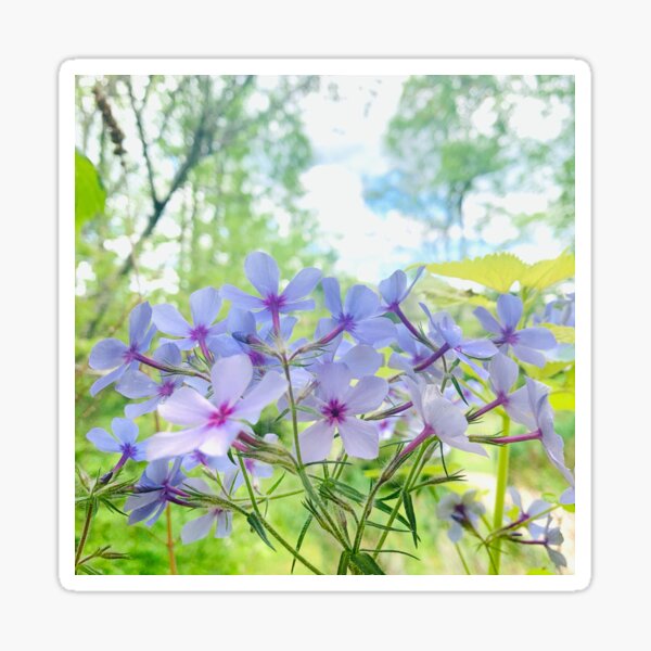 Summer Flowers Sticker