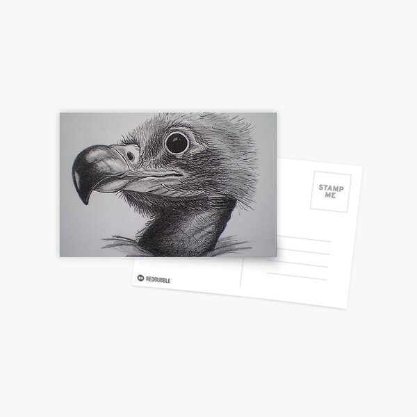 Baby Eagle Postcard