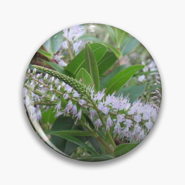 Item preview, White hebe flowers designed and sold by greentiger1.