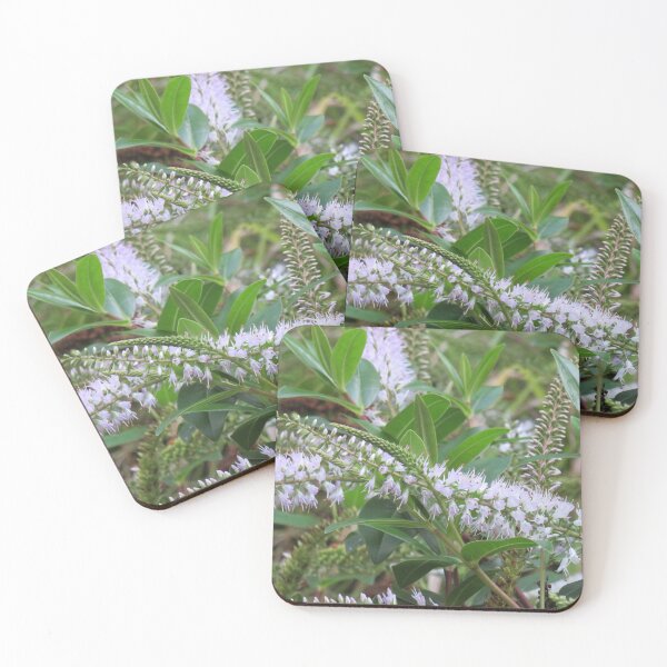 Item preview, White hebe flowers designed and sold by greentiger1.