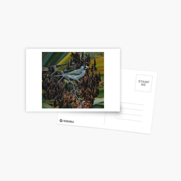 Item preview, HONEYEATERS ~ Noisy Miner rrwcrNfn by David Irwin designed and sold by tasmanianartist.