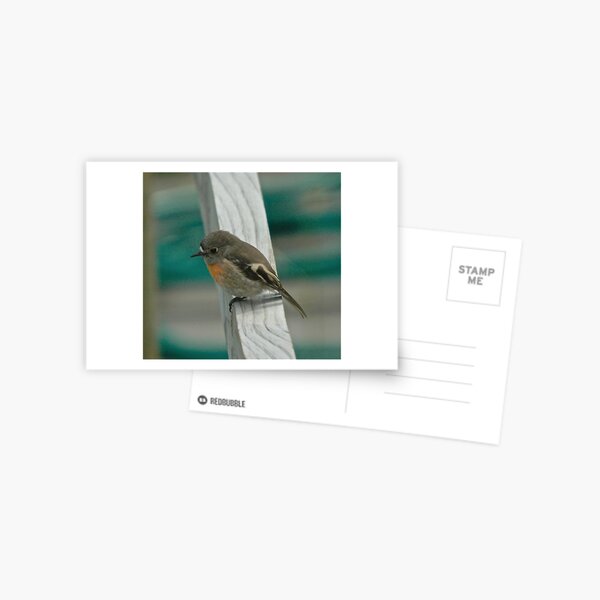 Scarlet Robin Postcard