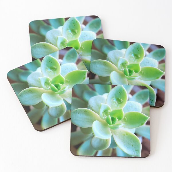 Item preview, Succulent designed and sold by fujinoart.