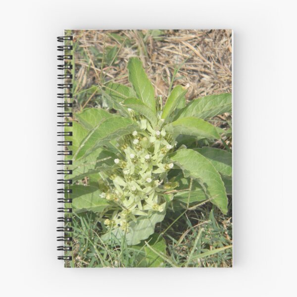 Item preview, Longhorn Milkweed, Zizotes Milkweed designed and sold by Navigator.