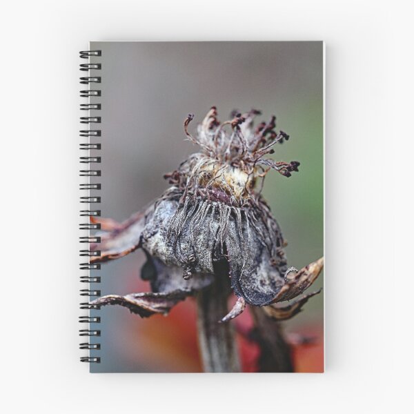 Artikelvorschau, Verwelkte Sonnenblume entworfen und verkauft von ODENWALD-Natur.