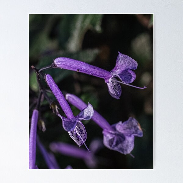 Aperçu de l'œuvre Petits tubes violets Leith Park Victoria 20160530 7038 créée et vendue par Fred Mitchell.