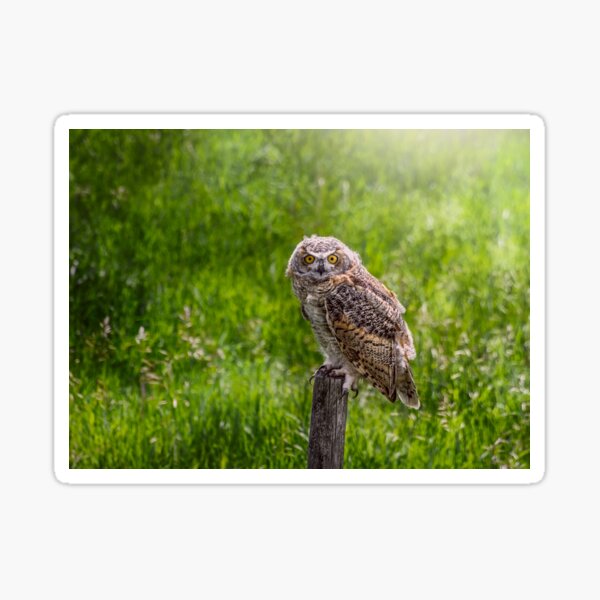 Baby Great Horned Owl Sticker