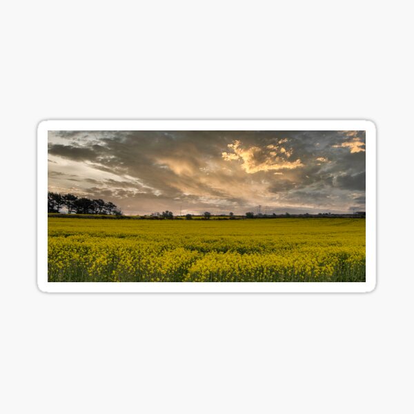Rapeseed field ,carpet of gold Sticker