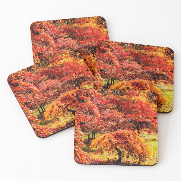 Item preview, Autumn Acer Tree Westonbirt Arboretum Cotswolds Gloucestershire designed and sold by AndyEvansPhotos.
