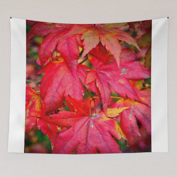 Item preview, Autumn Acer Tree Westonbirt Arboretum Cotswolds Gloucestershire designed and sold by AndyEvansPhotos.