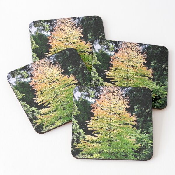 Item preview, Autumn Acer Tree Westonbirt Arboretum Cotswolds Gloucestershire designed and sold by AndyEvansPhotos.