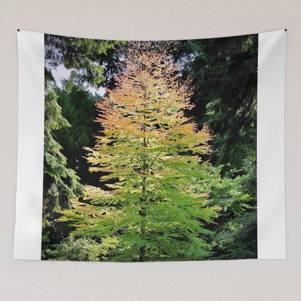 Item preview, Autumn Acer Tree Westonbirt Arboretum Cotswolds Gloucestershire designed and sold by AndyEvansPhotos.