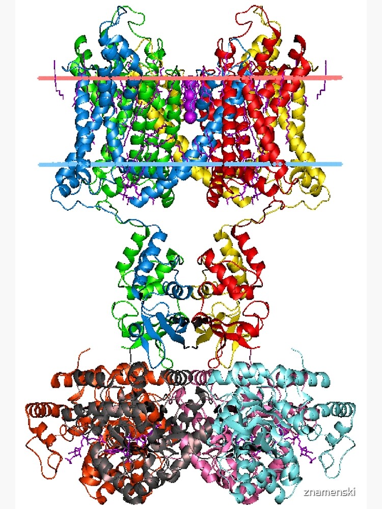 This giant biological molecule is an ion channel by znamenski