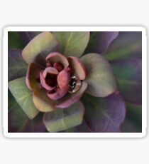 Euphorbia Blackbird Sticker