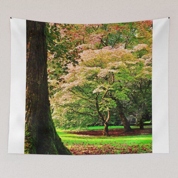 Item preview, Autumn Acer Tree Westonbirt Arboretum Cotswolds Gloucestershire designed and sold by AndyEvansPhotos.