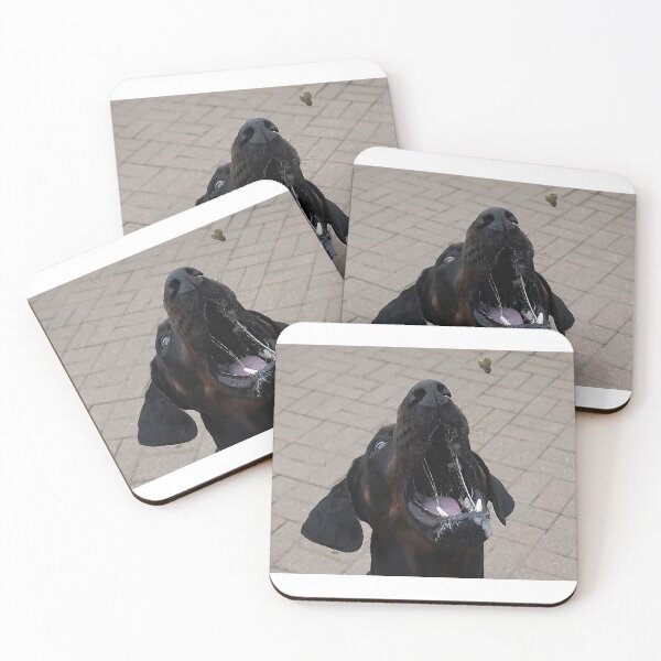 Item preview, Derek catching a biscuit designed and sold by Holmewood.
