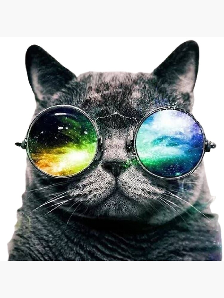 Disover Cat with glasses. Premium Matte Vertical Poster