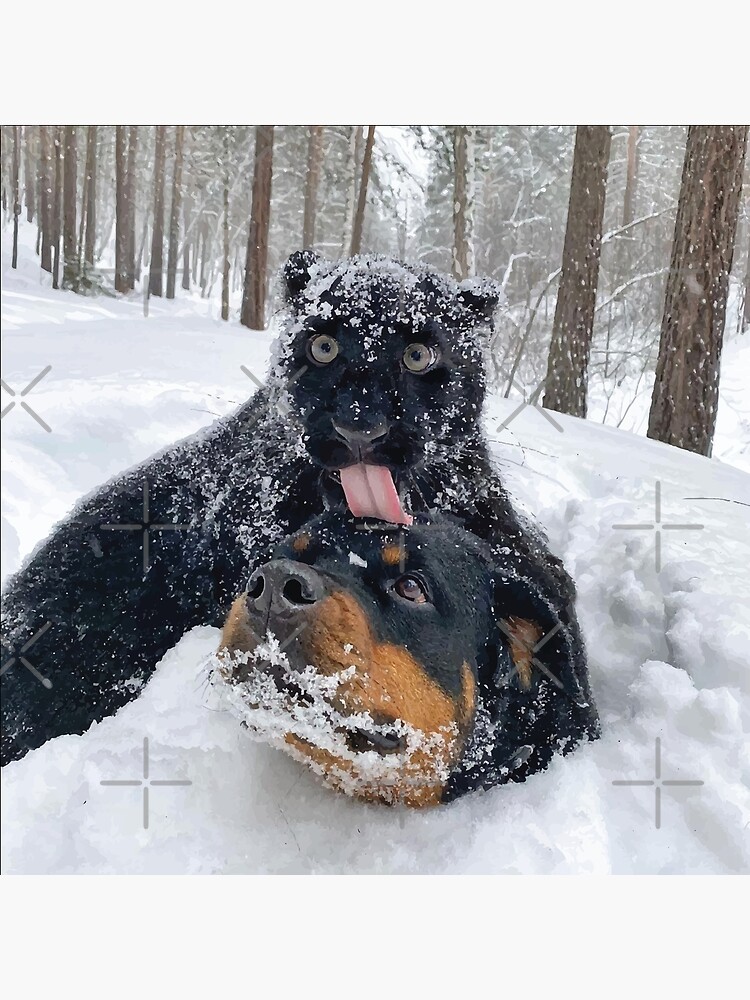 Black Panther Playing in the Snow Is Giving off Major Winter Vibes