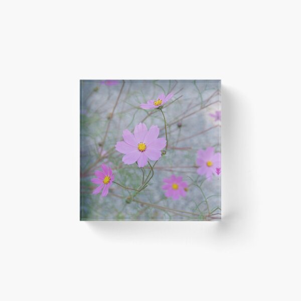 Item preview, Tender cosmos designed and sold by vfphoto.