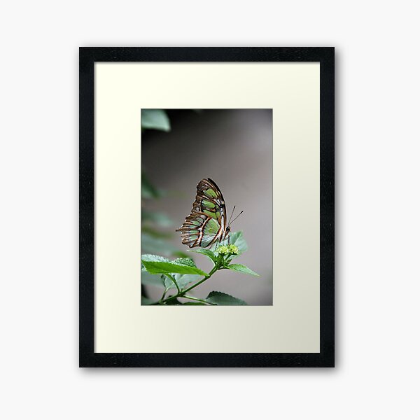 Butterfly Framed Art Print