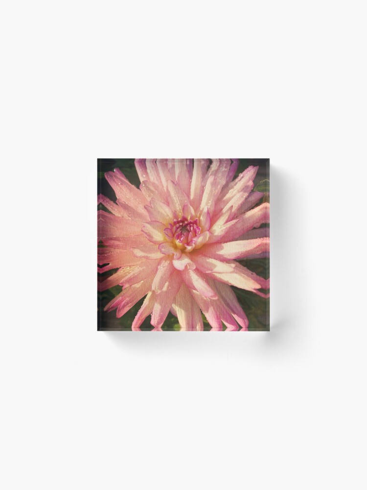 Alternate view of Gift for Gardener - Dazzling Pink Dahlia Acrylic Block