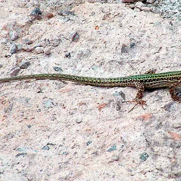 Artwork thumbnail, Lizard by tomg
