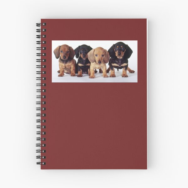 Item preview, Four Smooth-coated Dachshund Puppies designed and sold by ScienceSource.