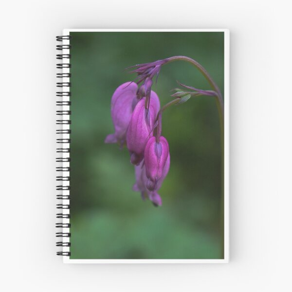 Item preview, Dicentra formosa designed and sold by Anita van Gendt.
