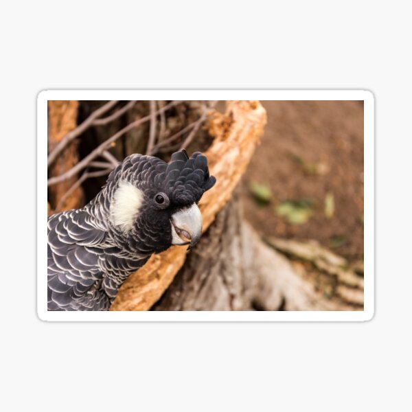 Peekaboo Sticker
