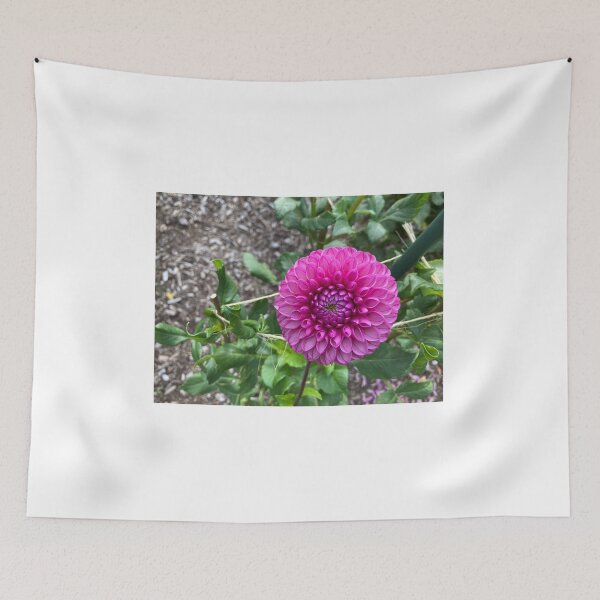 Item preview, Pink dahlia in the garden designed and sold by JuliVogel.