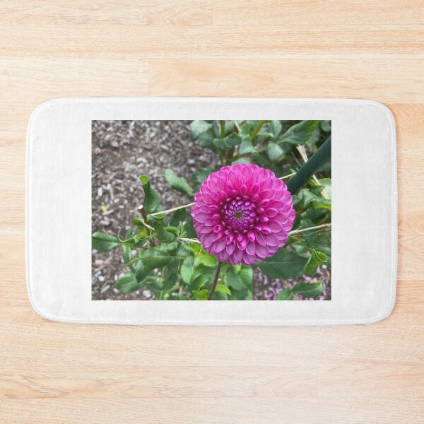 Item preview, Pink dahlia in the garden designed and sold by JuliVogel.