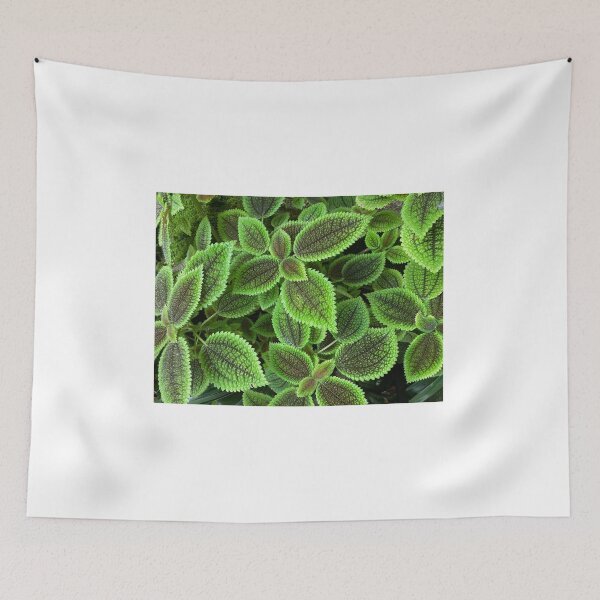 Item preview, Moon Valley Pilea leaves  designed and sold by JuliVogel.