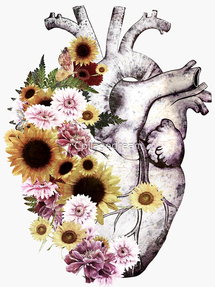 Human Heart With Sunflowers And Daisy Romantic Watercolor Flowers Human Anatomy Art Sticker 4407